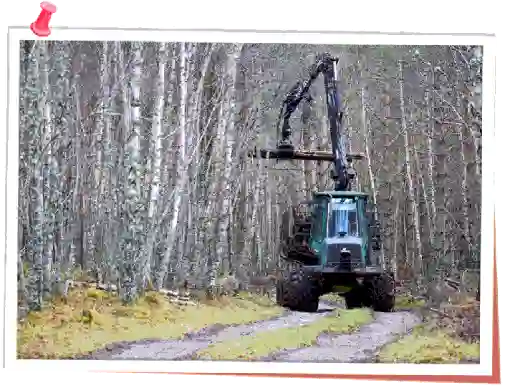 Metsaraie liigid jaotuvad hooldus- ja uuendusraieteks.